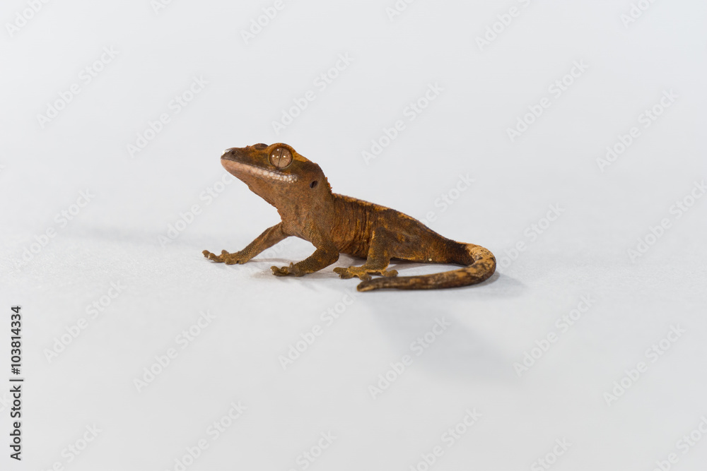 Naklejka premium Crested Gecko