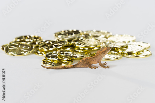Gecko Has Gold