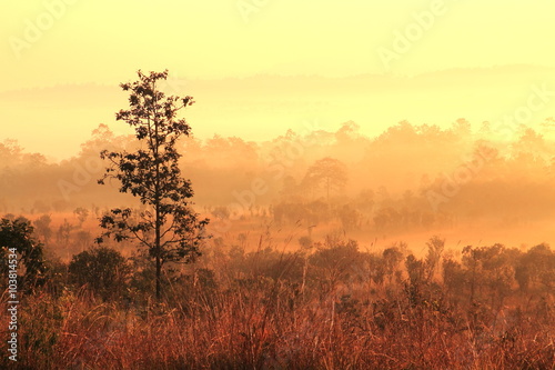 Tree in the golden sunlight and fog in the morning
