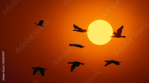 Silhouette Of Great Cormorant with Rising Sun