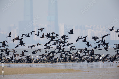 Birds in flight at border of Hong Kong with city background photo