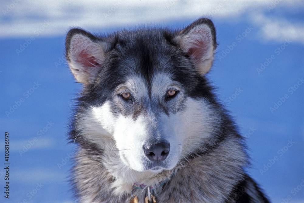 Obraz premium Alaskan Malamute, portrait