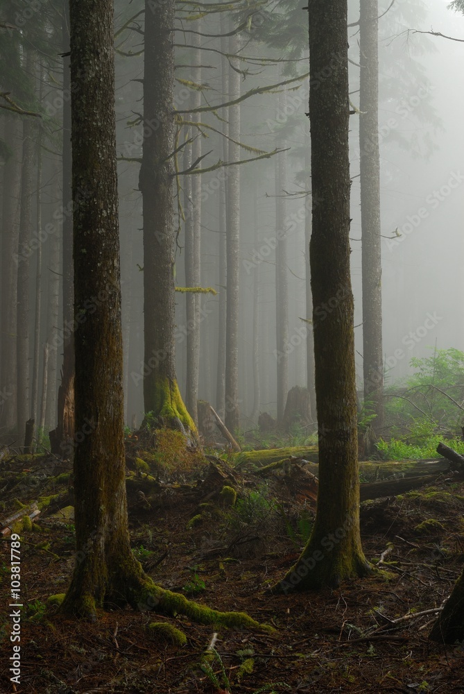 Obraz premium In the dark misty forest. Larch Mountain Road, Oregon.