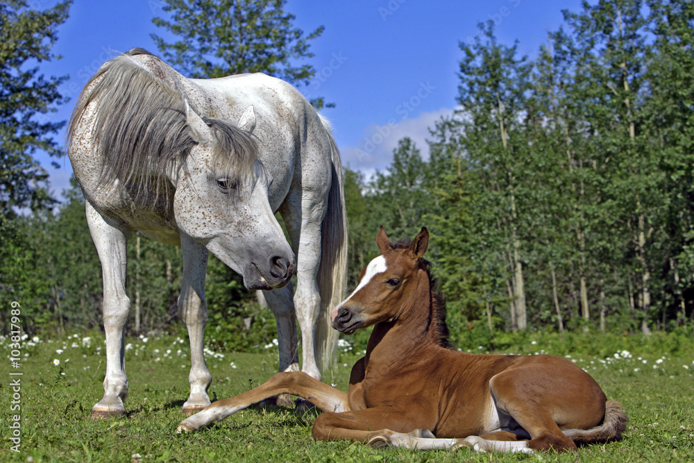 Arabian Mare watching Foal at pasture Arabian Mare watching Foal at pasture