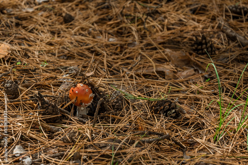 Mushroom fly agaric 