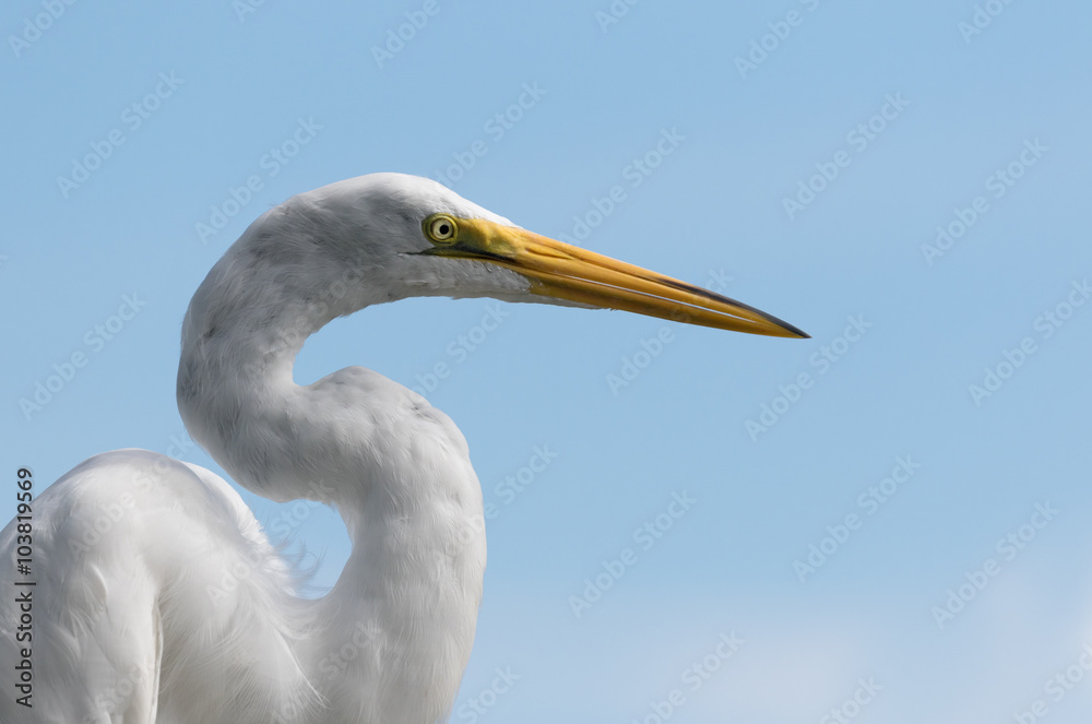 Great Egret head shot with blue sky background taken in Florida, USA. Great Egret head shot with blue sky background taken in Florida, USA.