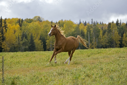 Arabian Horse running on meadow, autumn colors