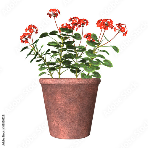 Fototapeta Naklejka Na Ścianę i Meble -  Red Geranium Pot on White
