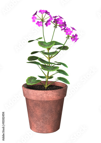 Fototapeta Naklejka Na Ścianę i Meble -  Purple Geranium Pot on White