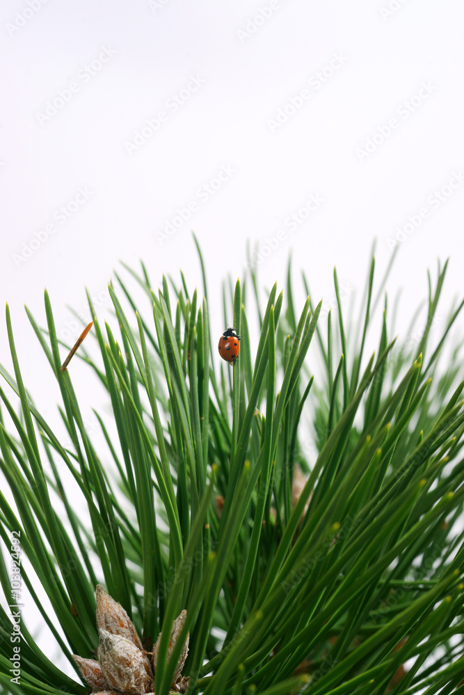 Ladybug on pine needles Ladybug on pine needles
