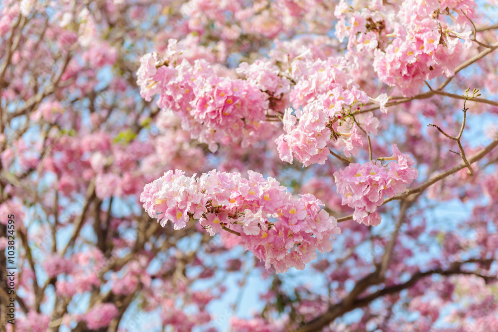Tabebuia rosea is a Pink Flower neotropical tree