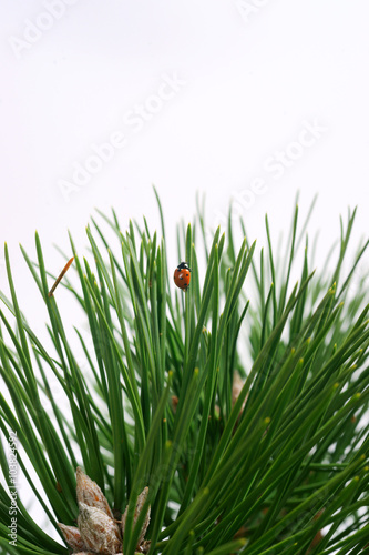 Ladybug on pine needles