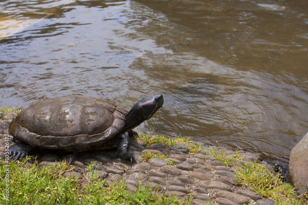 Fototapeta premium Fresh water turtle: 