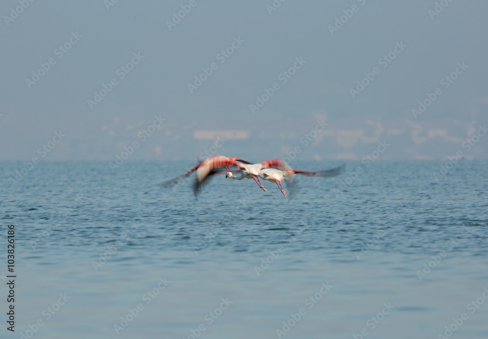 Greater Flamingo in flight 