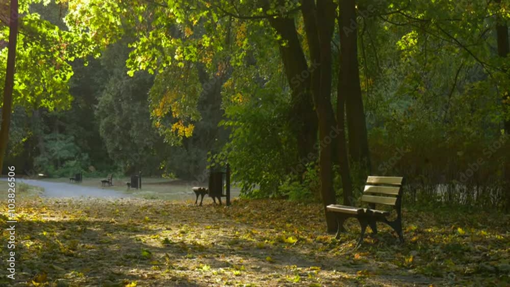 Empty Alley Sun Rays through the Green Tree Leaves Empty Benches Tree Trunks Fallen Yellow Leaves Park Alley Sunny Day Fall Autumn Outdoors Empty Alley Sun Rays through the Green Tree Leaves Empty Benches Tree Trunks Fallen Yellow Leaves Park Alley Sunny Day Fall Autumn Outdoors