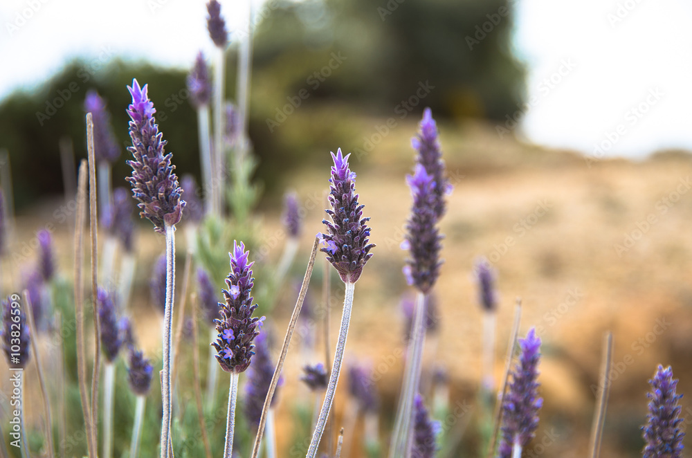 Fototapeta premium Purple lavender blossoms