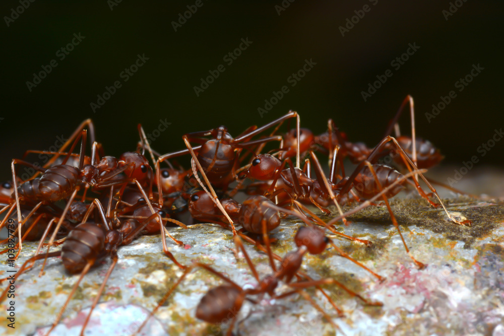 Fototapeta premium Red Ants Army