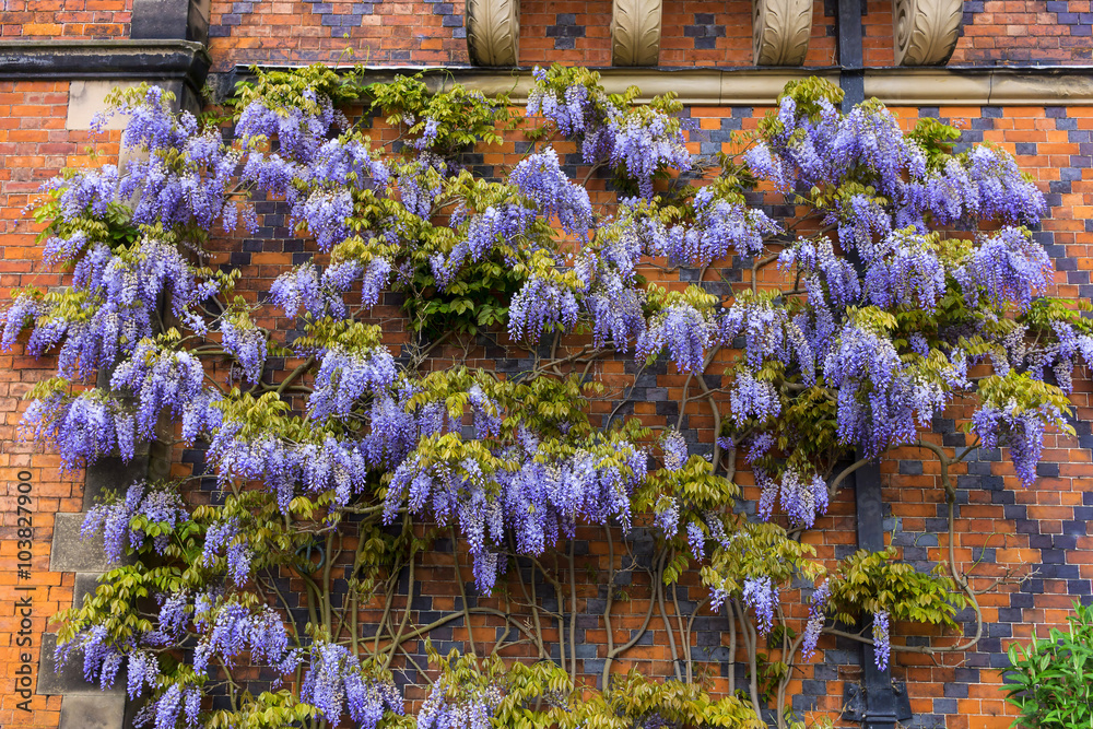 Established blue wisteria flowering plant growing against old wall.