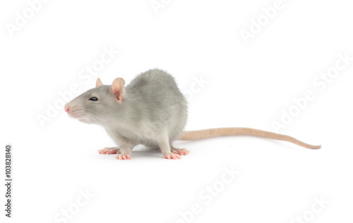 rat isolated on the white background © ZaZa studio