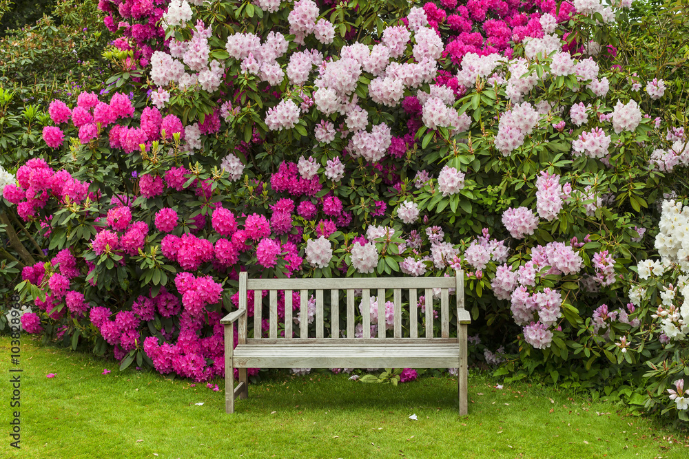 Obraz premium Rododendronowy ogród z drewnianą ławką.