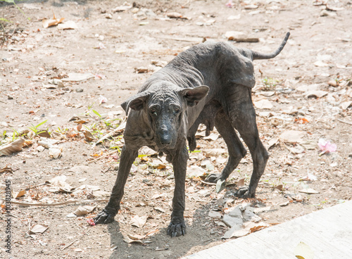 The mangy dogs and hairless 