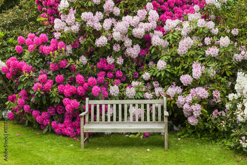 Rhododendron garden with wooden bench.