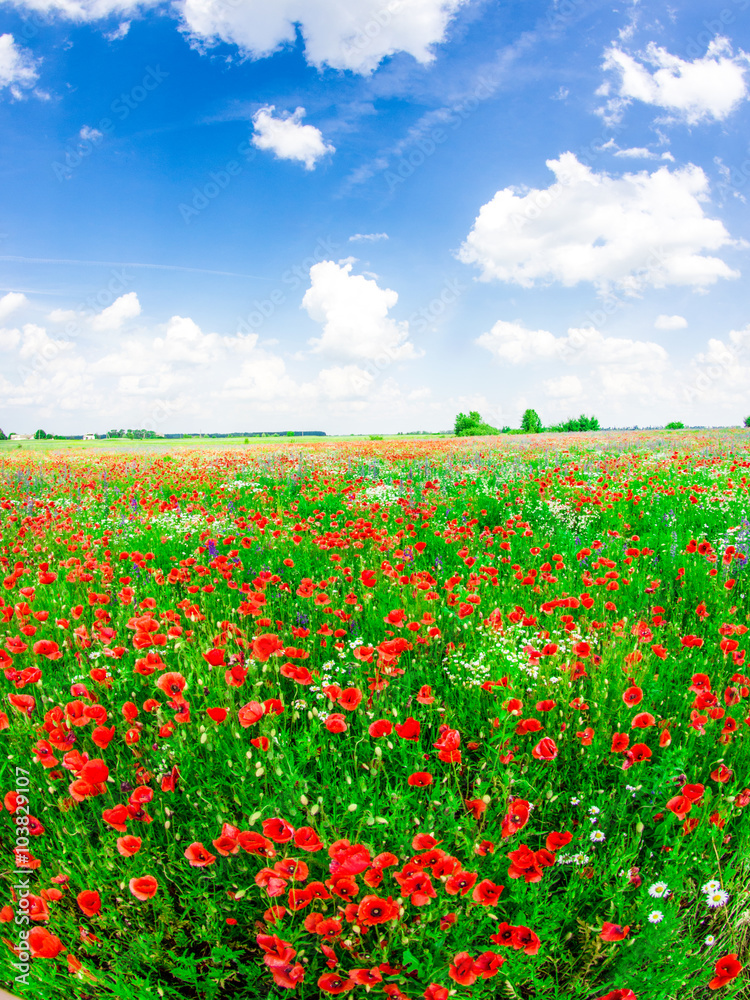 meadow with wild poppies