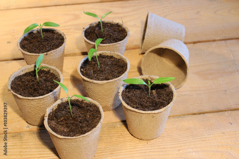Kleine Paprikapflanzen in Pappetöpfen
Kleine Paprikapflanzen in Pappetöpfen