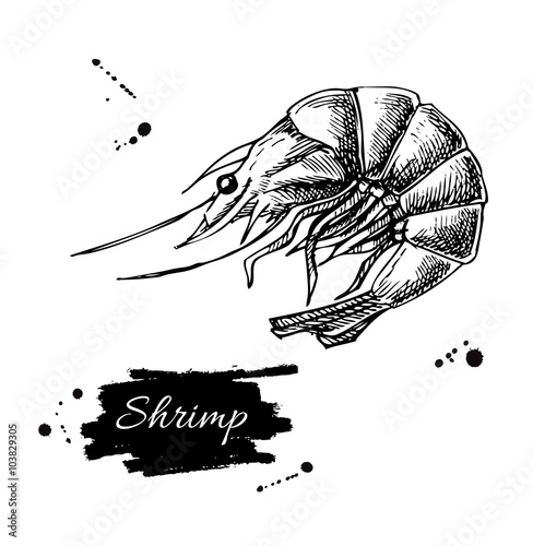 Vector vintage shrimp drawing. Hand drawn monochrome seafood ill