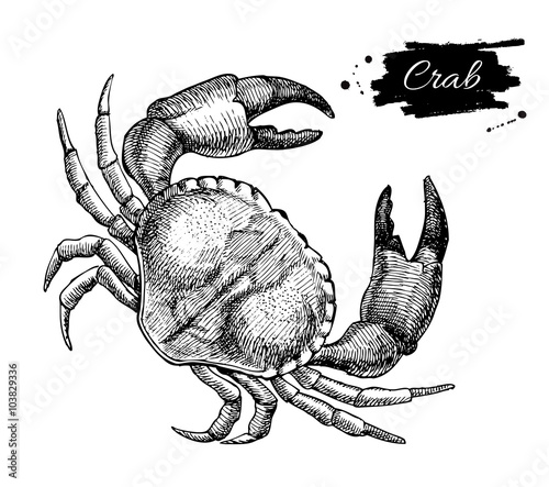 Vector vintage crab drawing. Hand drawn monochrome seafood illus photo