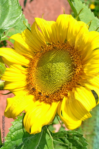 sunflower on a summer day   photo