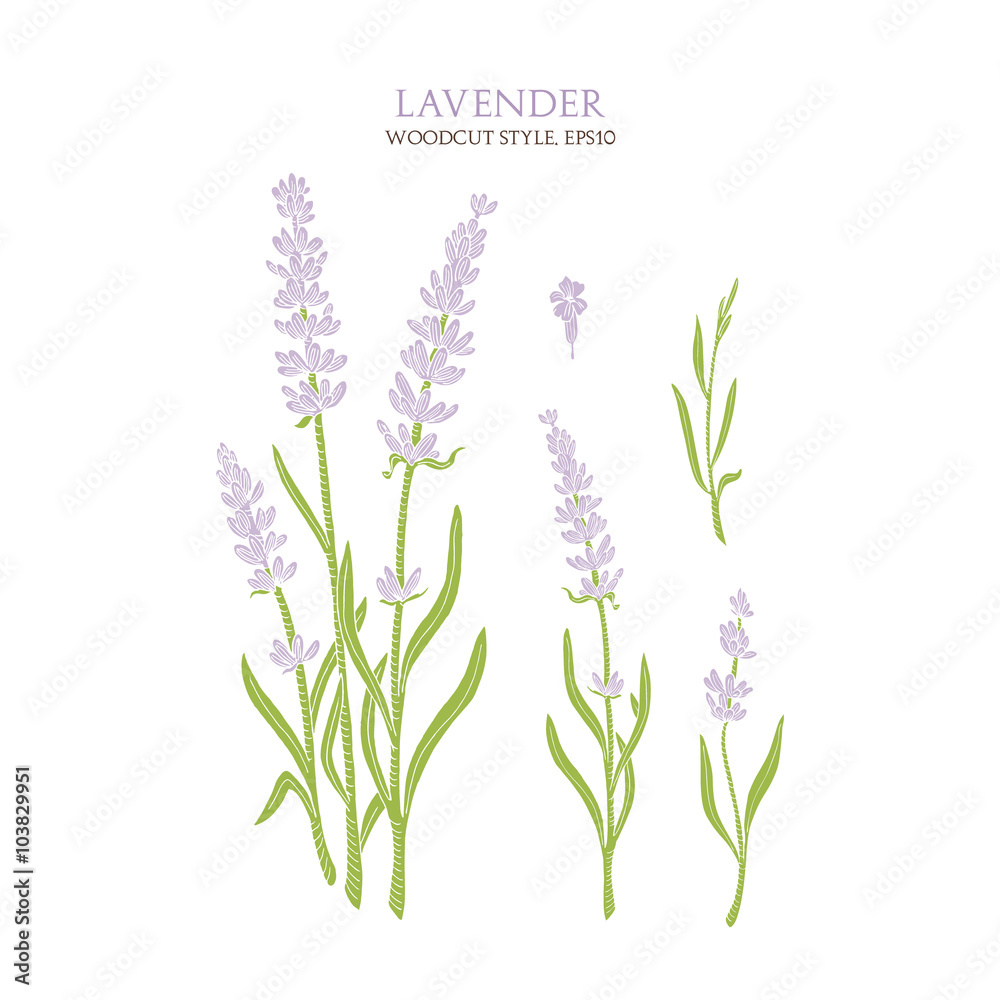 Gentle colorful lavender without contour isolated on white background. Vector botanical illustration. Gentle colorful lavender without contour isolated on white background. Vector botanical illustration.