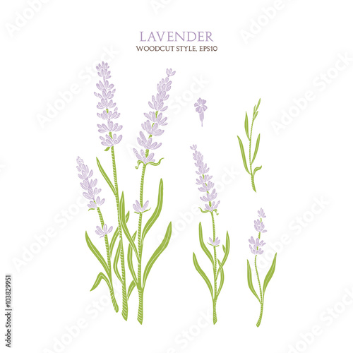 Gentle colorful lavender without contour isolated on white background. Vector botanical illustration. 