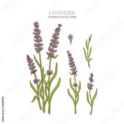 Vector botanical illustration of colorful lavender isolated on white background. 