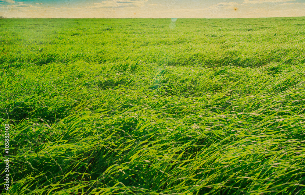 Obraz premium field of grass and perfect sky