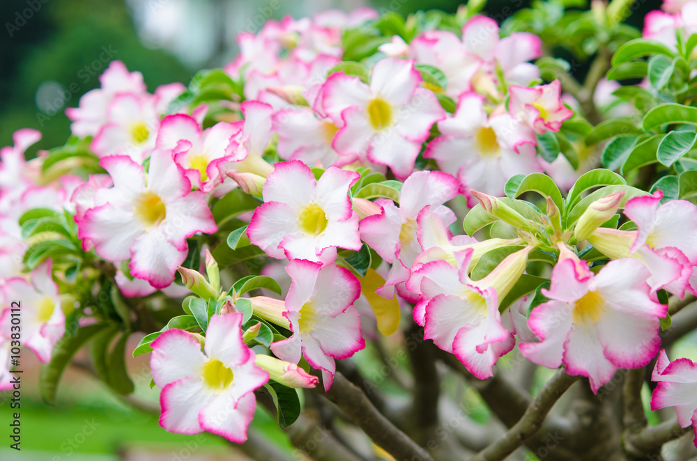 Beautifull adenium obesum flowers. It's called as sabi star, kud