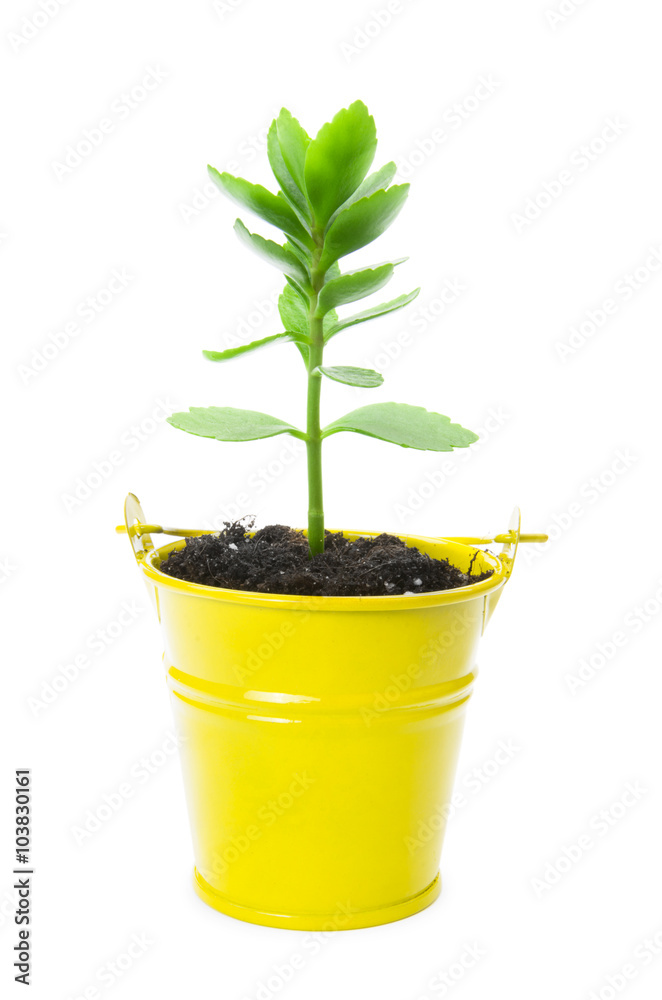 plant tree growing seedling in soil isolated on white plant tree growing seedling in soil isolated on white