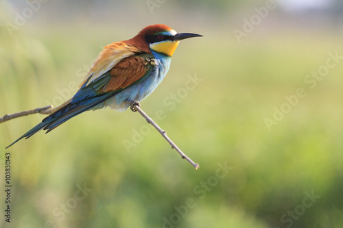 European bee-eater on a branch in bright colors/European bee-eater on a branch in bright colors on a summer day