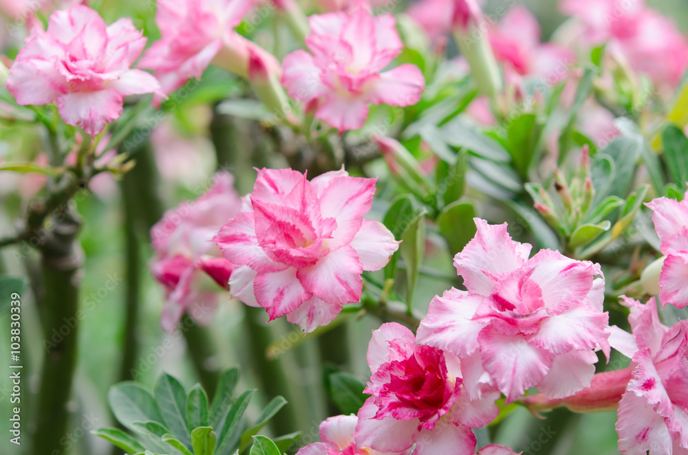 Fototapeta premium Beautifull adenium obesum flowers. It's called as sabi star, kud