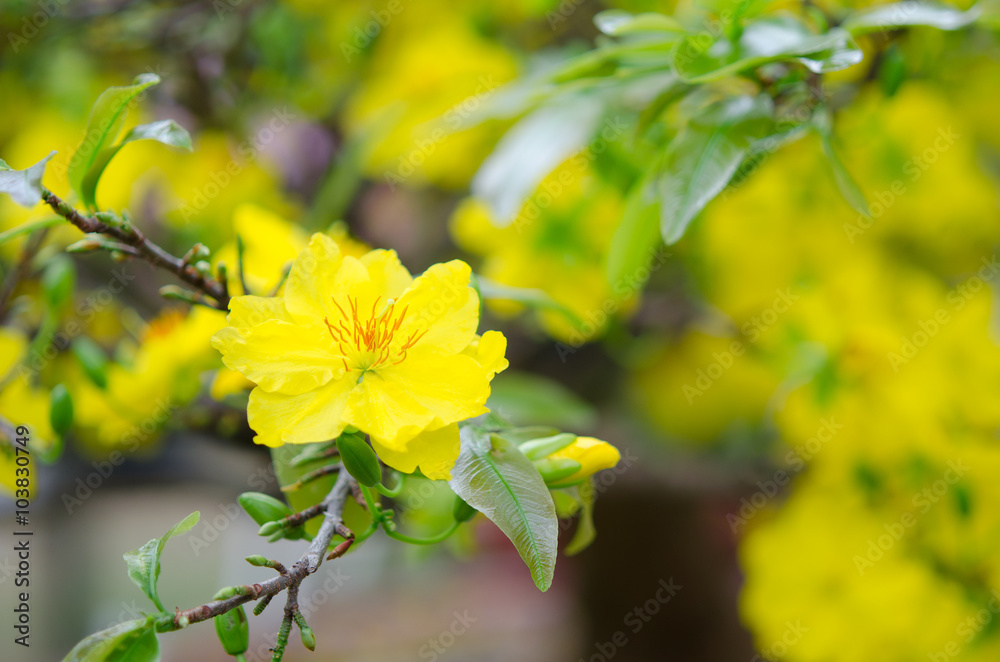 Macro a ochna integerrima integerrima branch, the flowers of tra Macro a ochna integerrima integerrima branch, the flowers of tra