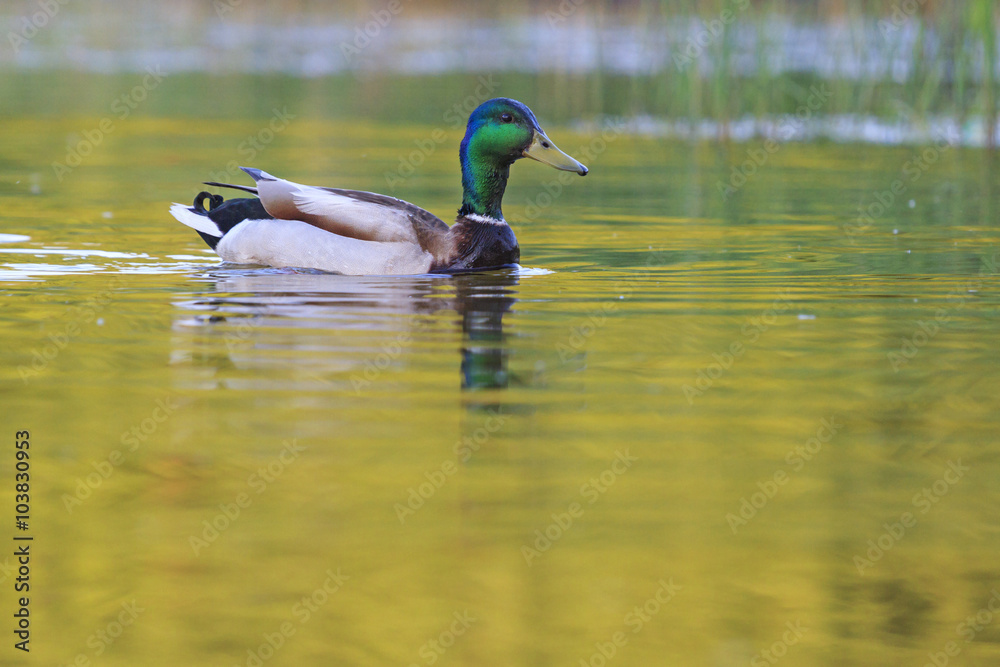 Fototapeta premium Mallard on water gold reflection/Mallard on the water with golden reflection. summer day