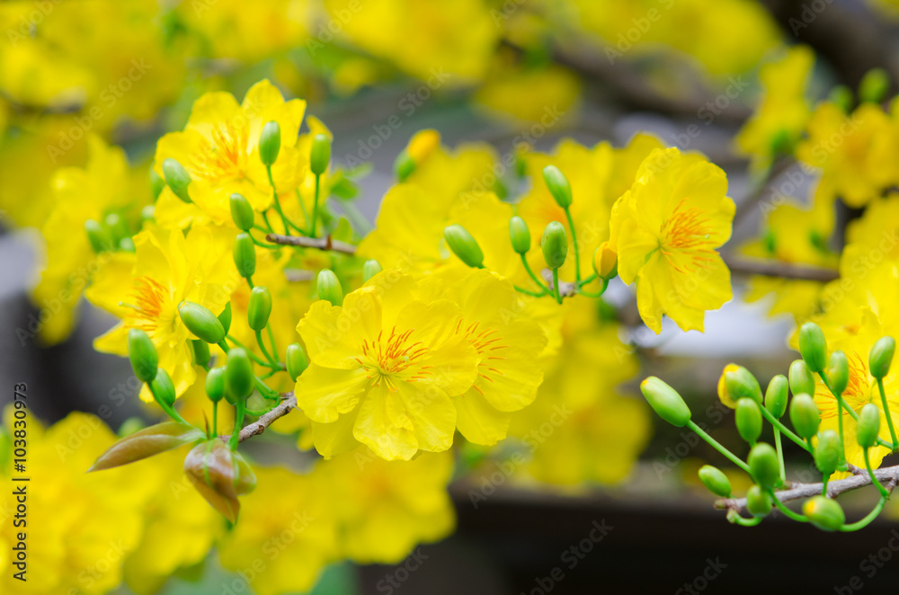 Macro a ochna integerrima integerrima branch, the flowers of tra Macro a ochna integerrima integerrima branch, the flowers of tra
