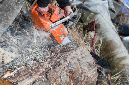Close-up of male hands cutting trunk with chainsaw and many tree trunks in the background
