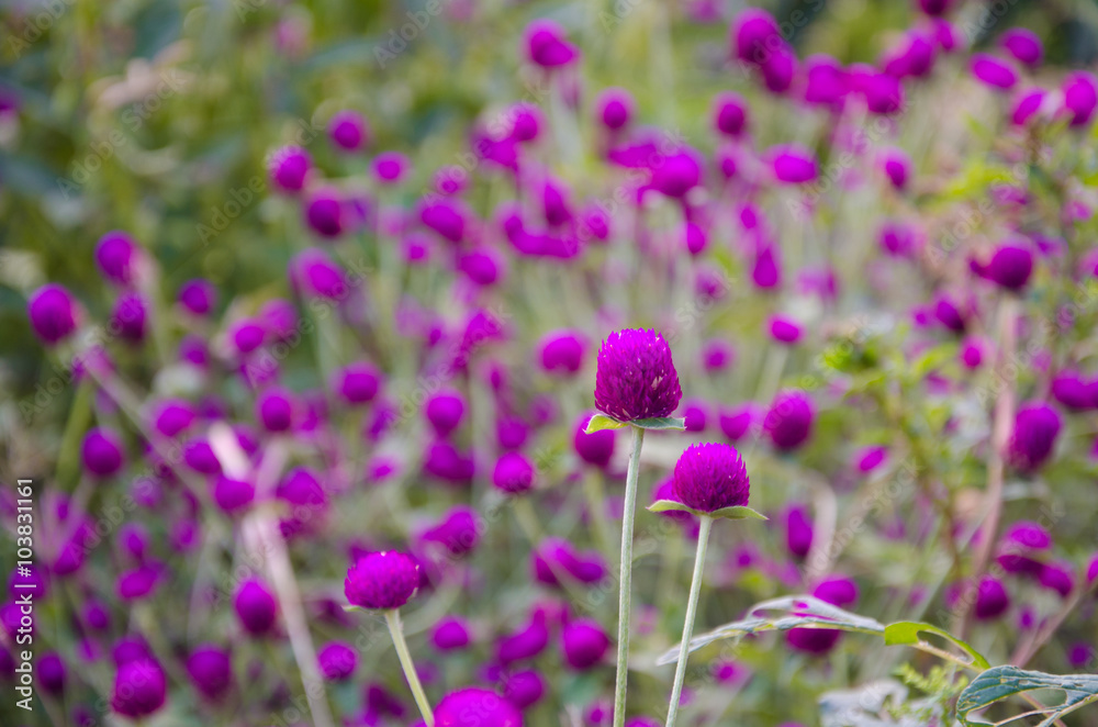 Globe amaranth flowers background Globe amaranth flowers background