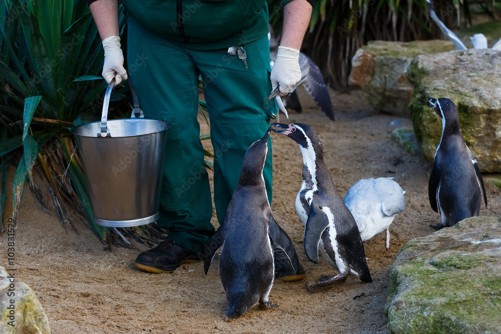 Zookeeper Feeding Animals