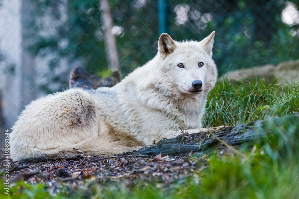 Obraz premium Beautiful white wolf