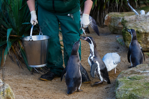 Zookeeper feeding the penguins photo