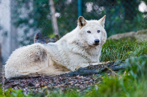 Beautiful white wolf