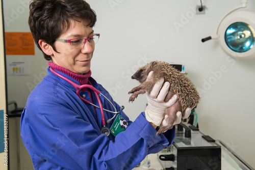 Le vétérinaire ausculte un hérisson, il est nécessaire de l'anesthésier pour vérifier sa santé et son obésité, avant l'hibernation, photo