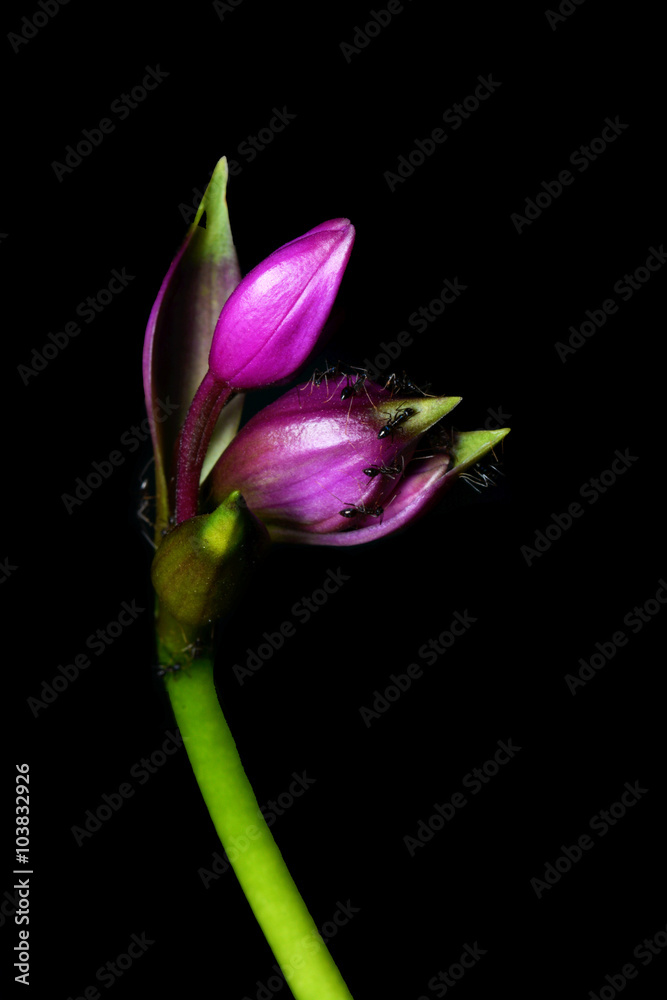 Fototapeta premium Purple flowers with ants